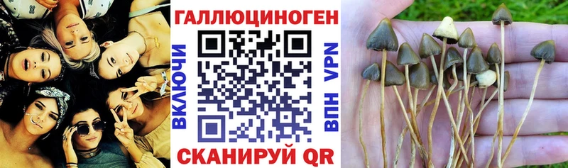 shop клад Сорочинск Галлюциногенные грибы Magic Shrooms